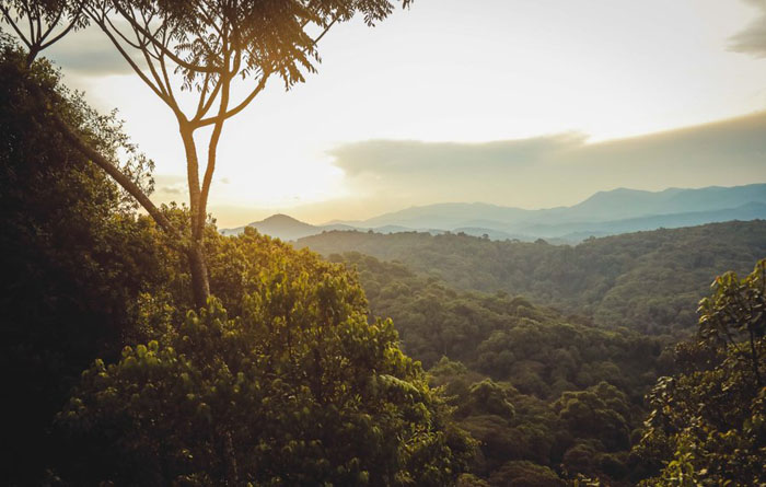 Benshi bifuza gusura ishyamba na Pariki ya Nyungwe