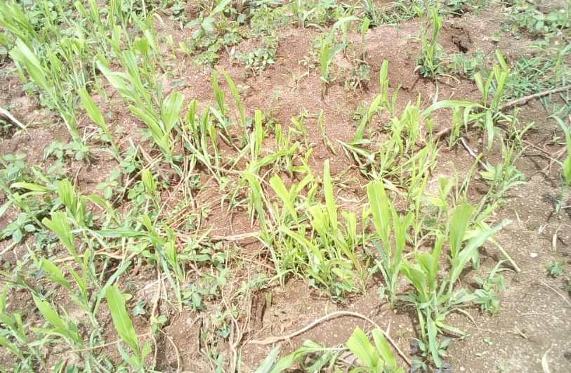 Amasaka zangije nyuma y'ibyumweru bibiri yatangiye gutoha