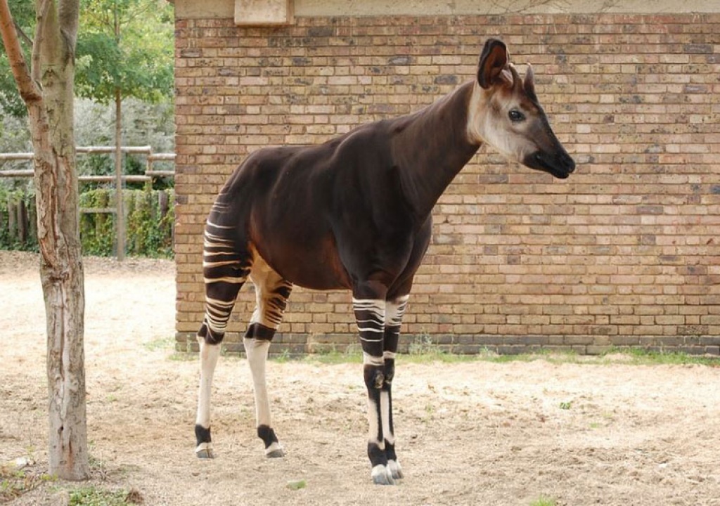 Ubusanzwe Okapi igaragara cyane muri RDC