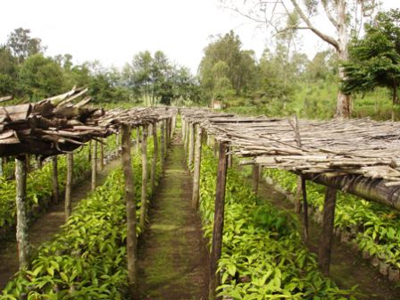 Umuyobozi yabonye aho batera ingemwe z