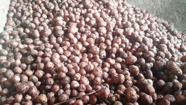 Abakeneye ibirayi barabisanga ku makusanyirizo ari mu tugari n