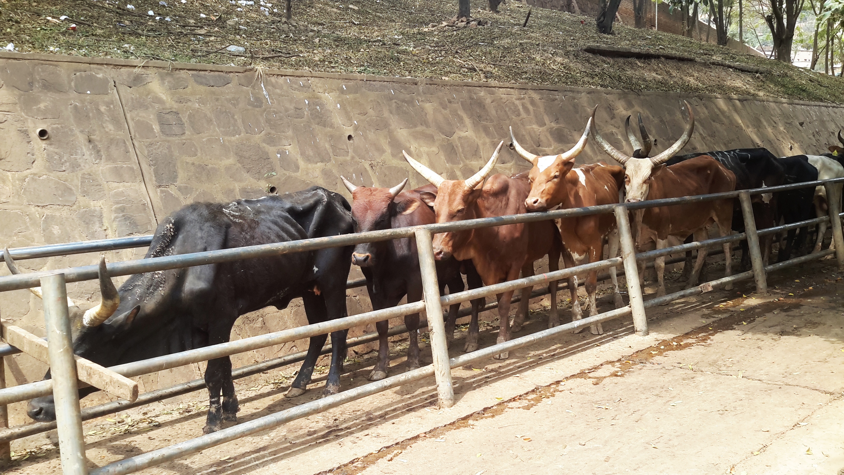 Ku munsi wa ‘Iddil Adha