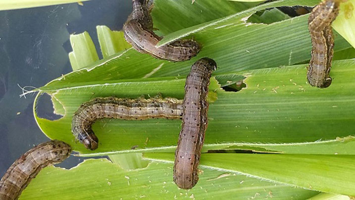 Icyonnyi cya Nkongwa cyahombeje umusaruro w'ibigori ungana na toni ibihumbi 10