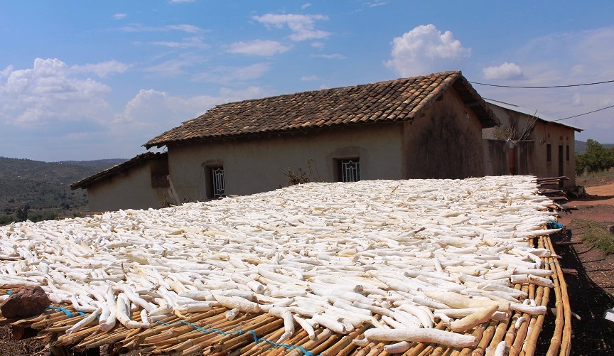  Guhinga imyumbati, kimwe mu byagabanije inzara muri 2018