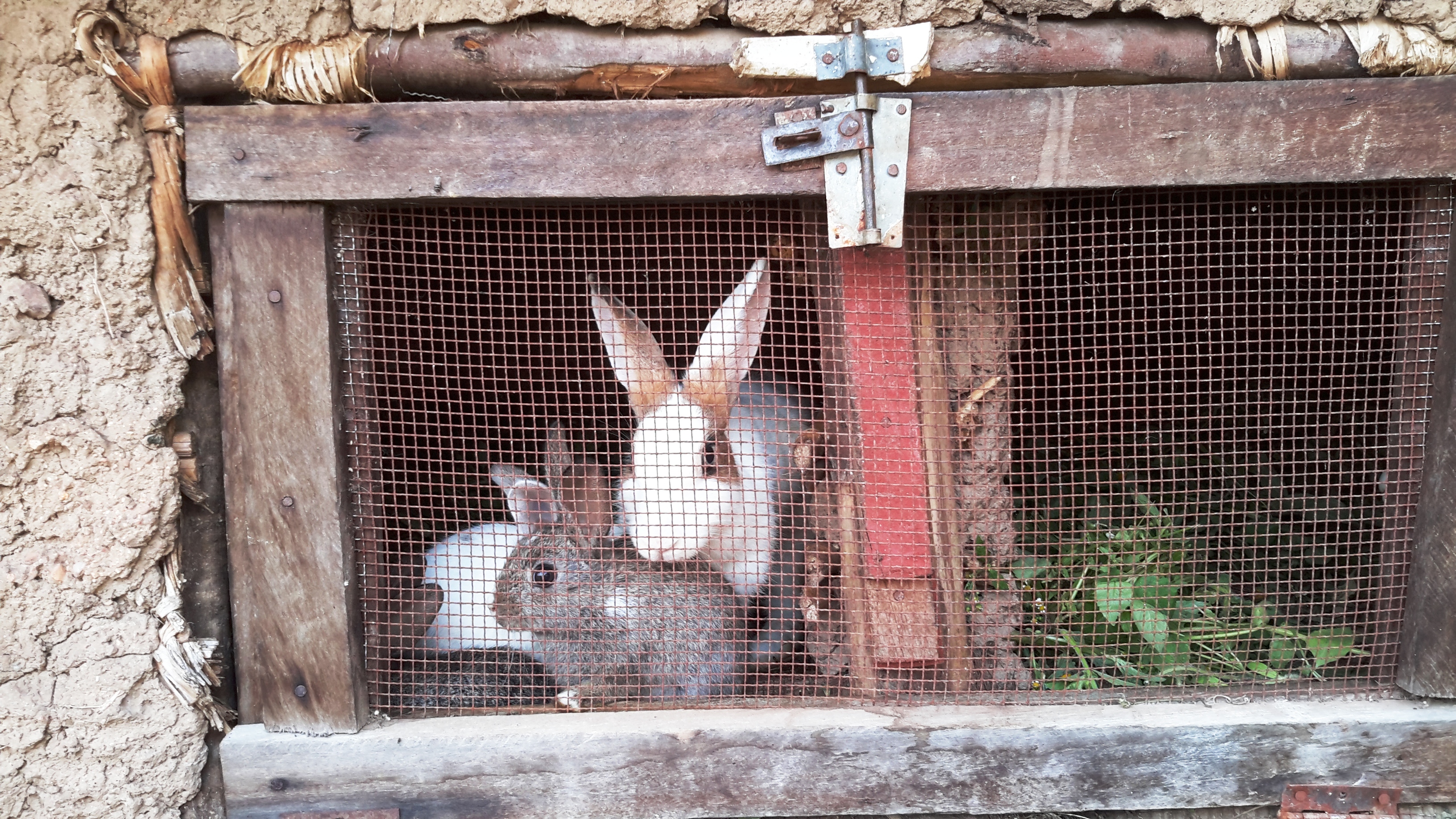 Jean Depaepe rivuga ko gahunda yo koroza buri mwana urukwavu ruzayikomeza