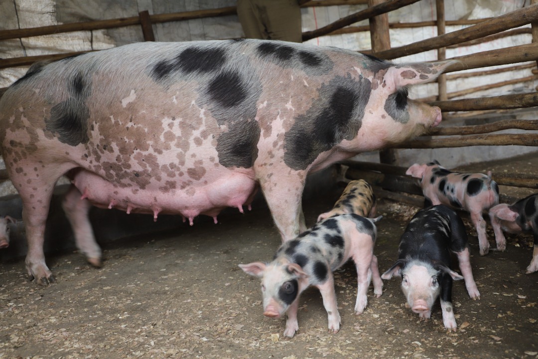 Bafashijwe mu mushinga wo korora ingurube