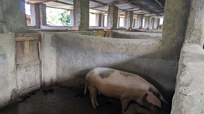  Munderere yorora n'ingurube akavuga ko zimufatiye runini