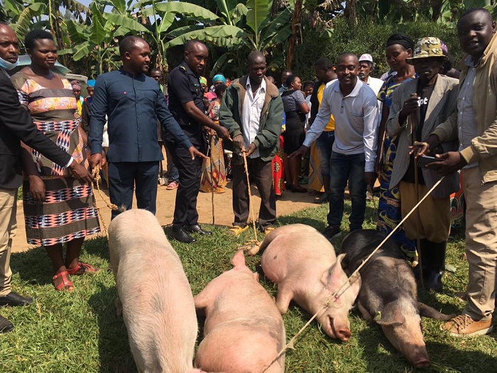 Ingurube bahawe zizaterwa intanga ku buntu kugira ngo zibashe kubaha umusaruro mwiza