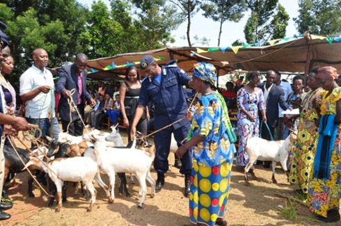 Abayobozi bashyikiriza ihene abapfakazi ba Jenoside. Photo/Pilice.