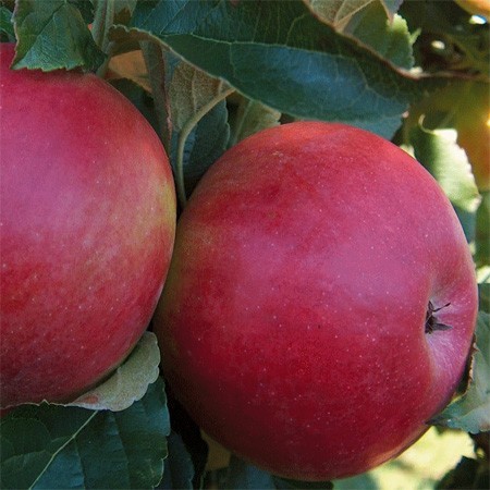 Nyuma yo kubona ko mu karere kabo hera pomme, abaturage barasaba guhabwa imbuto zazo.