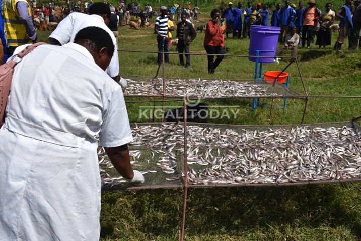 Ribonekamo ibiribwa bitandukanye.