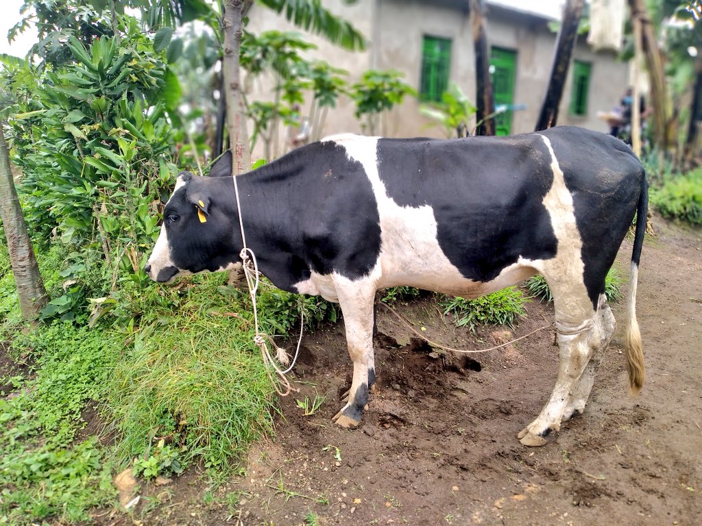 Inka Umurenge wa Gisenyi washyikirije Umurenge wa Busasamana igahabwa umuturage utishoboye