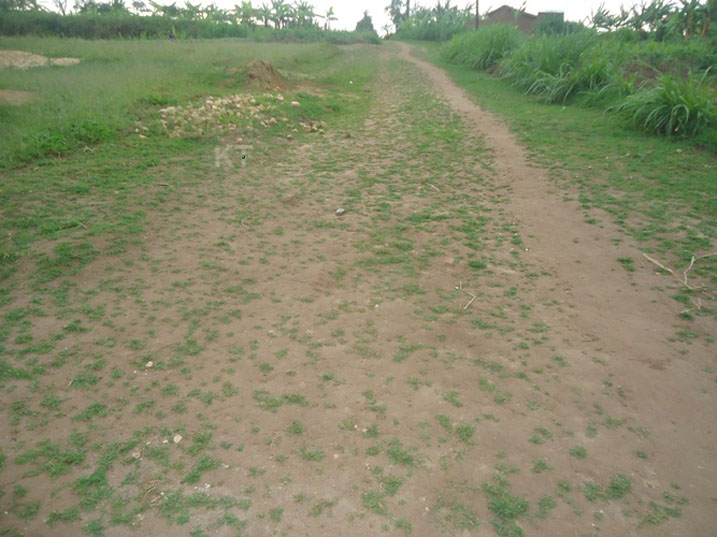 Ahakozwe umuganda rusange mu kwezi kwa munani ibyatsi byatangiye kumera