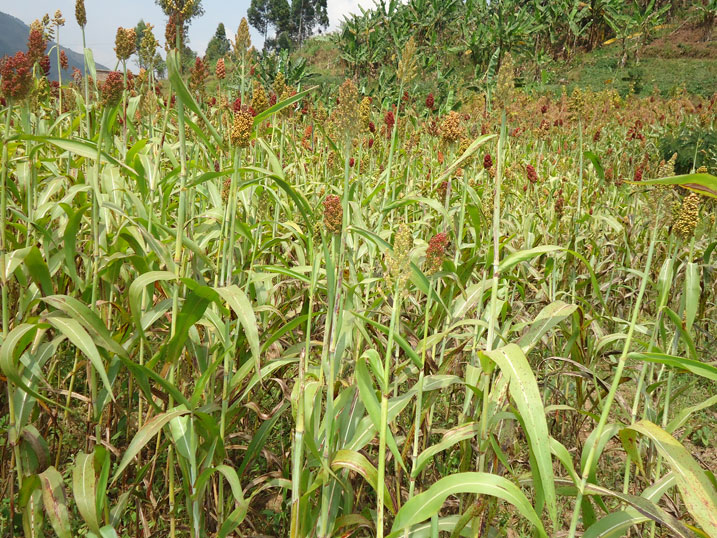 Ubuyobozi buvuga ko ubutaka bwo muri Rulindo butaberanye n