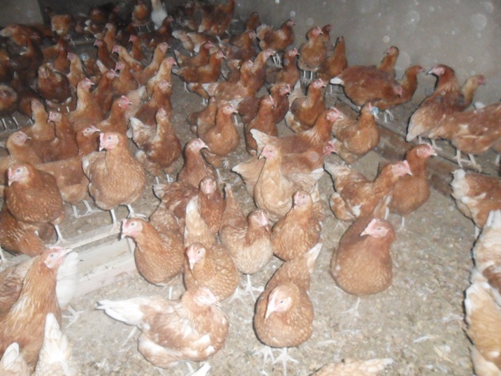 Uretse kubaha amafaranga, inkoko zinabafasha mu buzima bwiza.