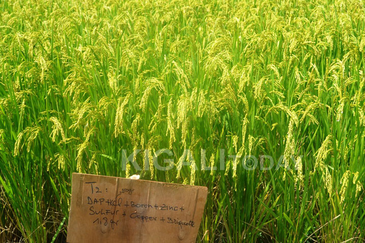 Ubuhinzi na bwo ngo bwateye imbere.