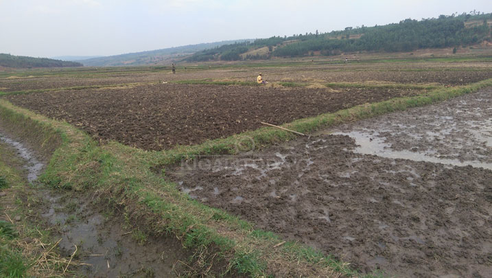 Mu gishanga imirima mike niyo ibona amazi indi irumagaye