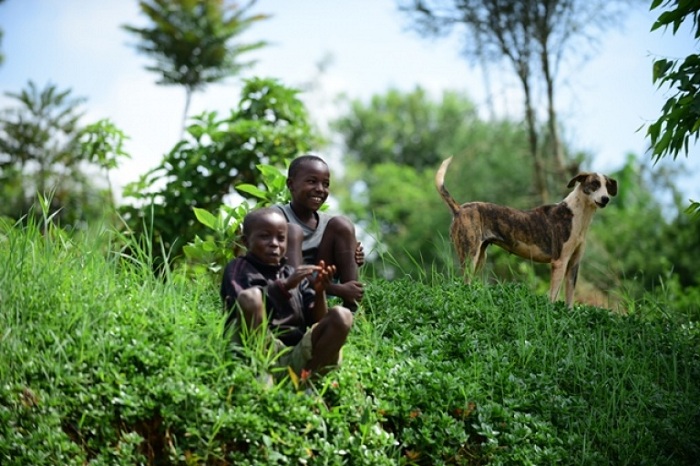 I Rwamagana mu Kabuga ka Musha. Itungo ririnda urugo na ryo ryari ryaje kwihera ijisho