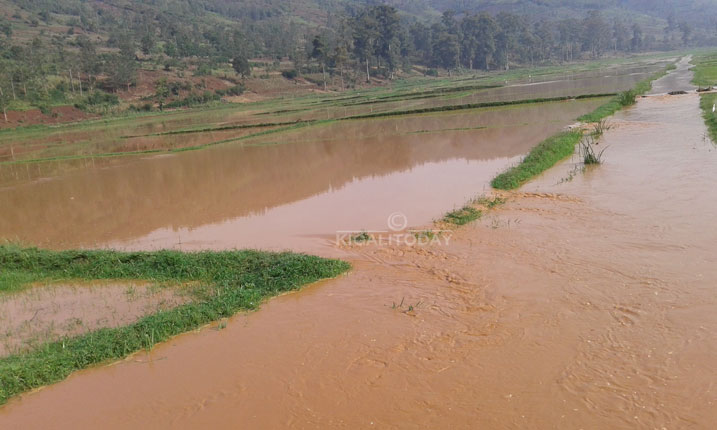 Imirima hafi ya yose yo muri iki gishanga yarengewe n