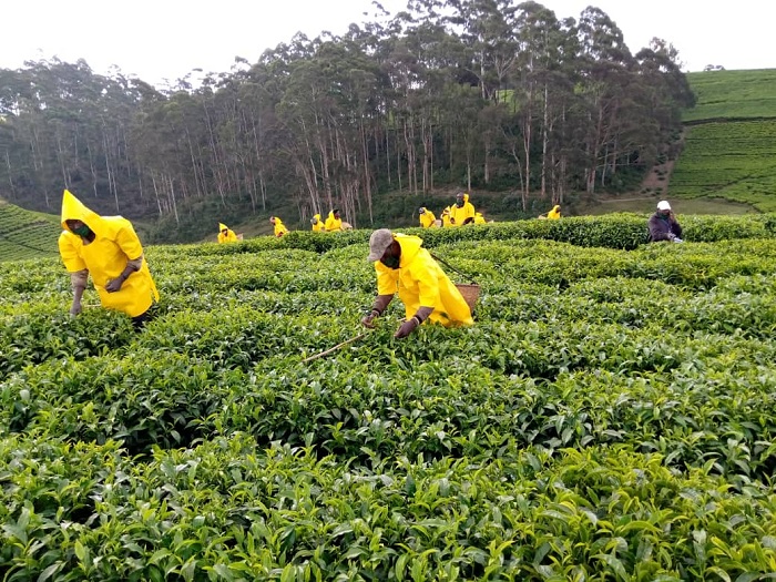 Icyayi kiri mu byinjiriza u Rwanda agatubutse 
