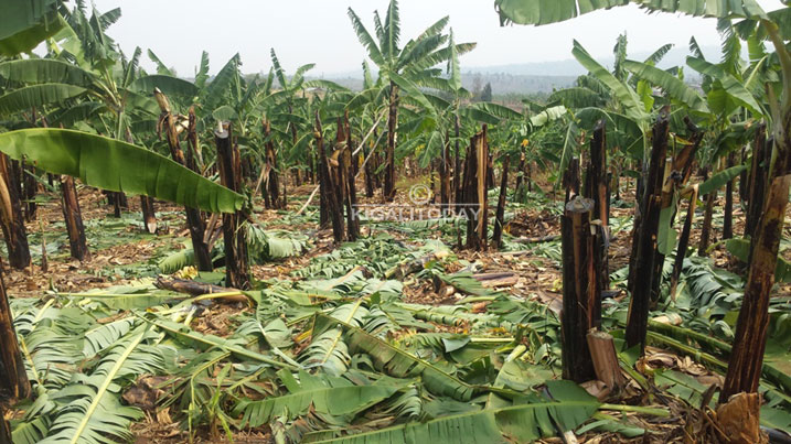 Hamwe umuyaga watwaye urutoki rushiraho.