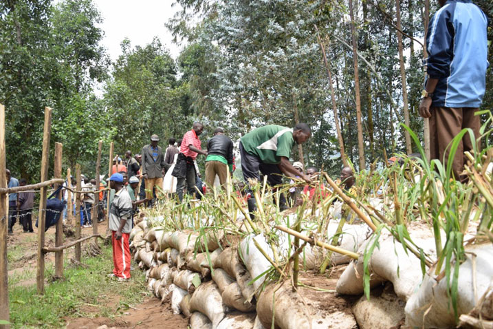 Mu bikorwa byo kurwanya isuri harimo no gutera imigano ku nkengero z'uyu mugezi