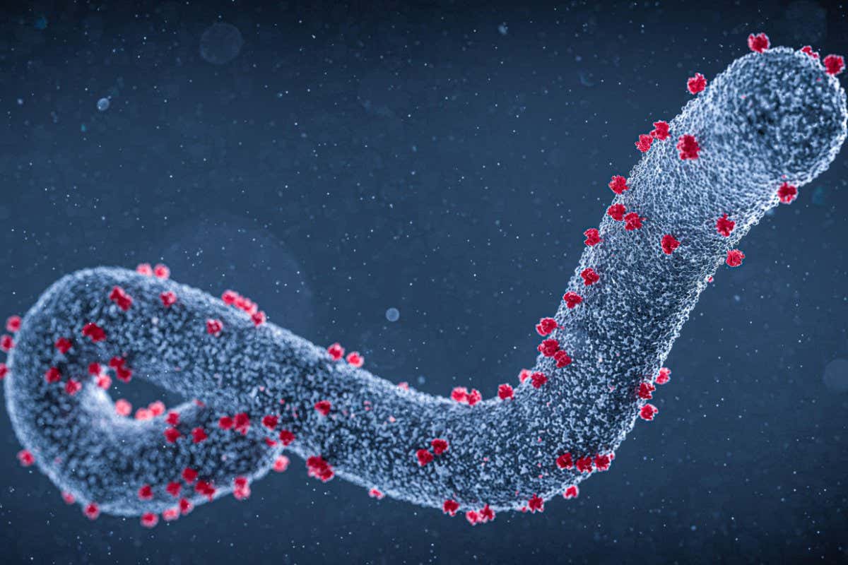 Virusi ya Marburg uko igaragara mu byuma by