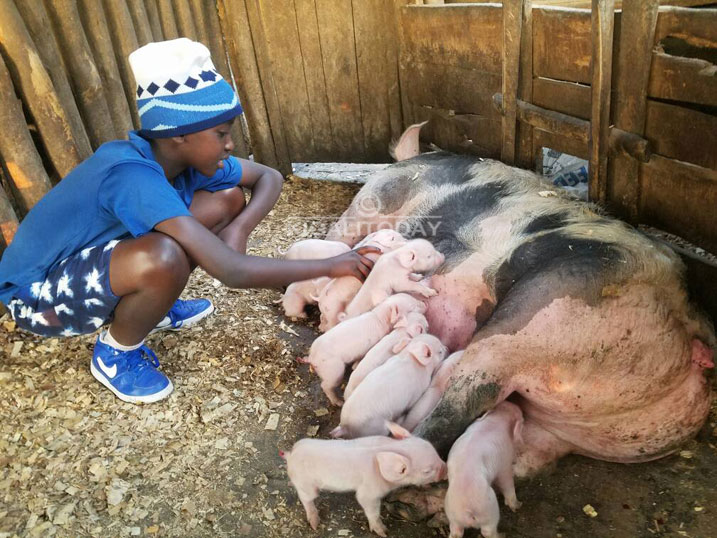 Shirimpumu arakangurira urubyiruko kugana ubworozi bw'ingurube