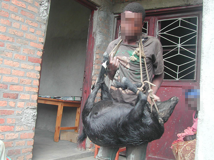 Sibomana akimara gufatwa yahise azengurutswa akagari yikoreye ihene.