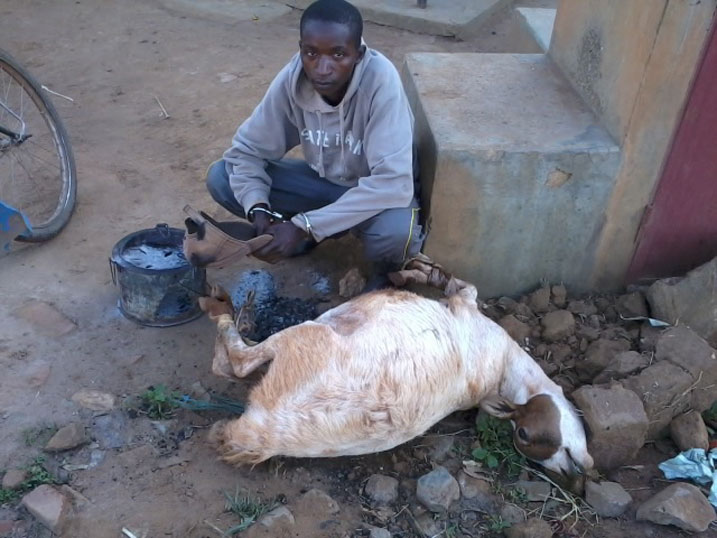 Sibomana avuga ko yibye iyi ntama kubera inzara.