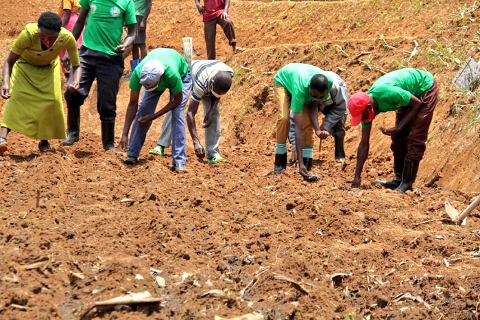 Mu Murenge wa Kibangu batangiye guhinga Soya ku buryo bwa kijyambere