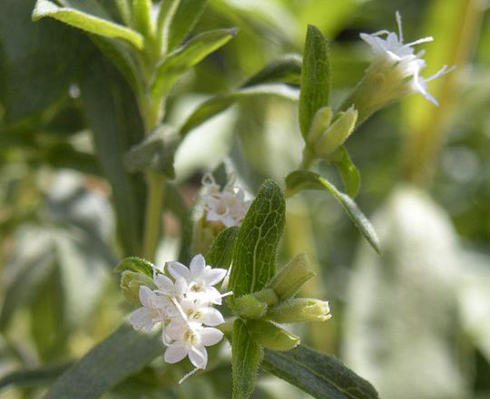 Igihingwa cya stevia gikorwamo isukari