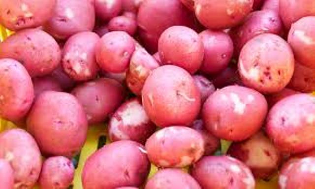 Imbuto yiswe Gatuku yateje impaka mu Karere ka Nyaruguru