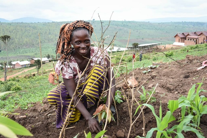 Mu mirima hazaterwa ibiti bivangwa n'imyaka