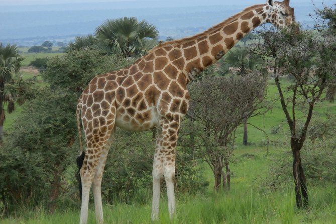 Irisha mu biti hejuru kubera uburebure bwayo