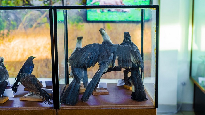 Ubu na bwo ni ubundi bwoko bw'inyoni zumishijwe bugaragara muri iyo ngoro