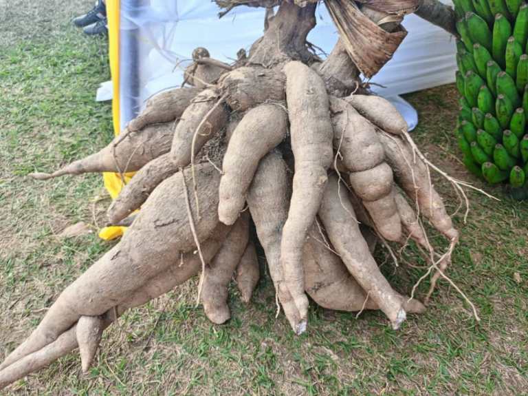 Mu byagezweho byagaragajwe n'abafatanyabikorwa harimo no guteza imbere ubuhinzi