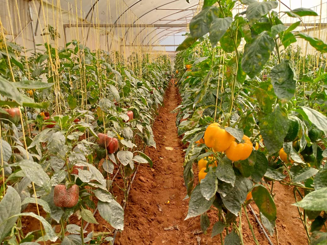 Ubuhinzi bwo muri greenhouse butanga umusaruro urihejuru cyane