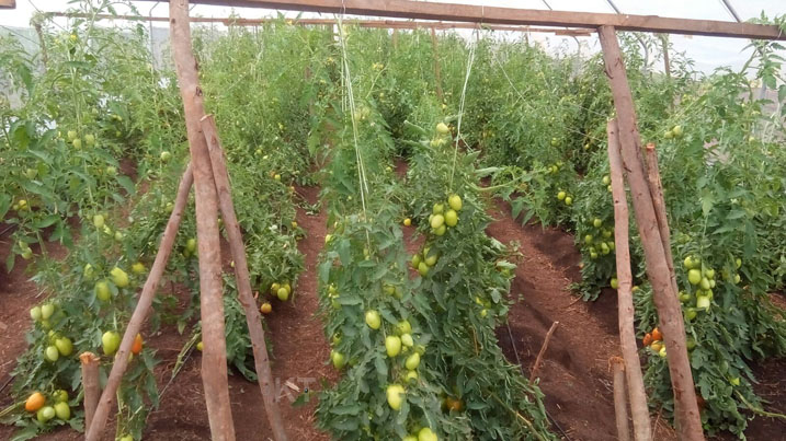 Ubu buhinzi bwitaweho bukiza nyirabwo