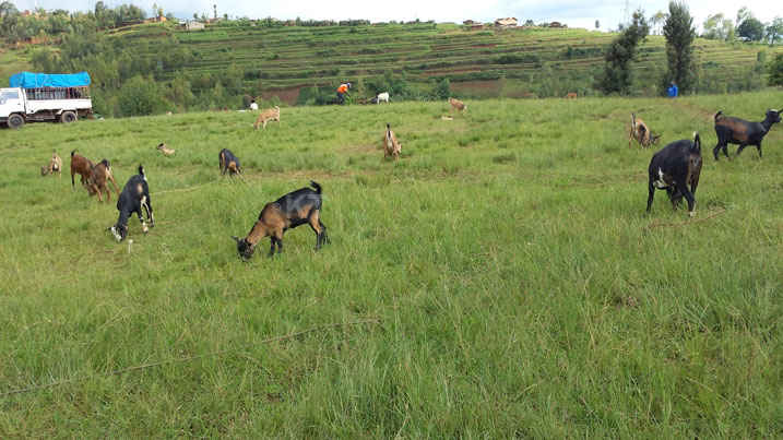 Muri izi mpera z'umwaka, mu Karere ka Nyaruguru, amatungo ari mu byibasiwe cyane n'abajura.