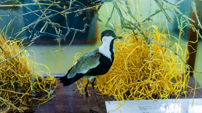 Ubundi bwoko bw'inyoni bwumishijwe ushobora gusanga mu ngoro ndangamurage y'ibidukikije