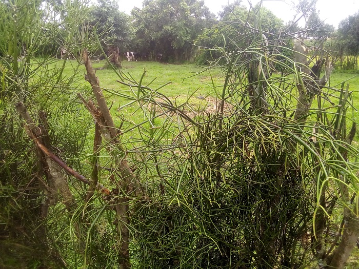 uburyo urwuri ruzitiye bworohera inka kurusohokamo uko zishakiye