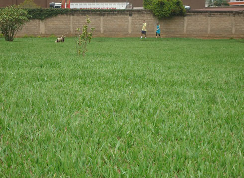 Umuco wo kwishimira mu busitani usanga ugifitwe n