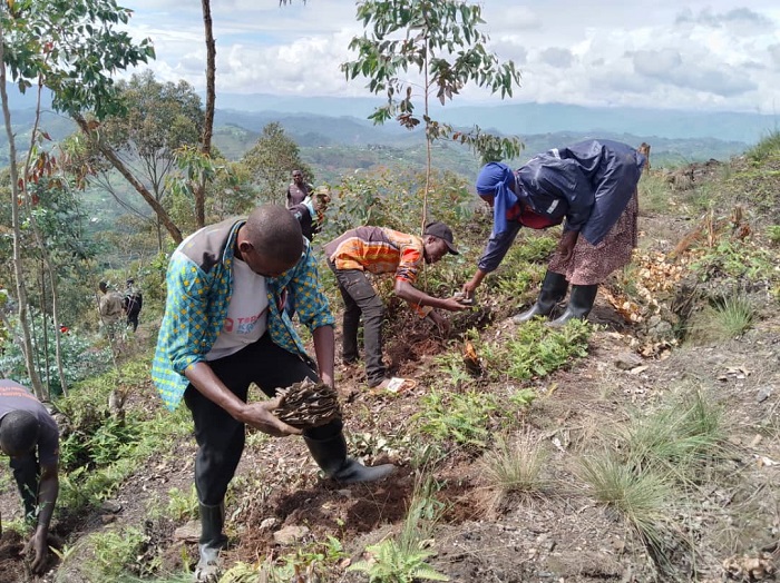 Ubuso bungana na Hegitari enye nibwo bwateweho ibiti bibarirwa mu bihumbi 6