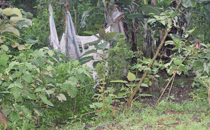 Ubutubakishijwe ibyatsi, hifashishwa amahema n'imifuka nabwo bishaje