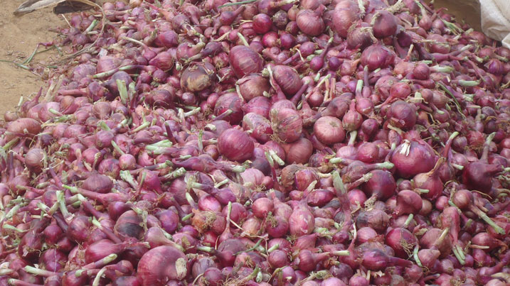 Ubutunguru ni kimwe mu byinjiriza amafaranga abahinzi bo mu karere ka Ngororero.