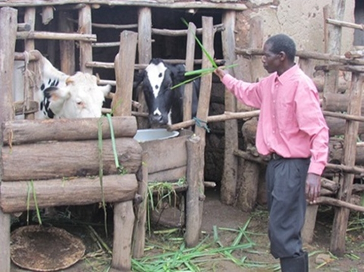 Kubera inka zitagisohoka mu biraro zisigaye zigaburirwa urubingo (Archives).