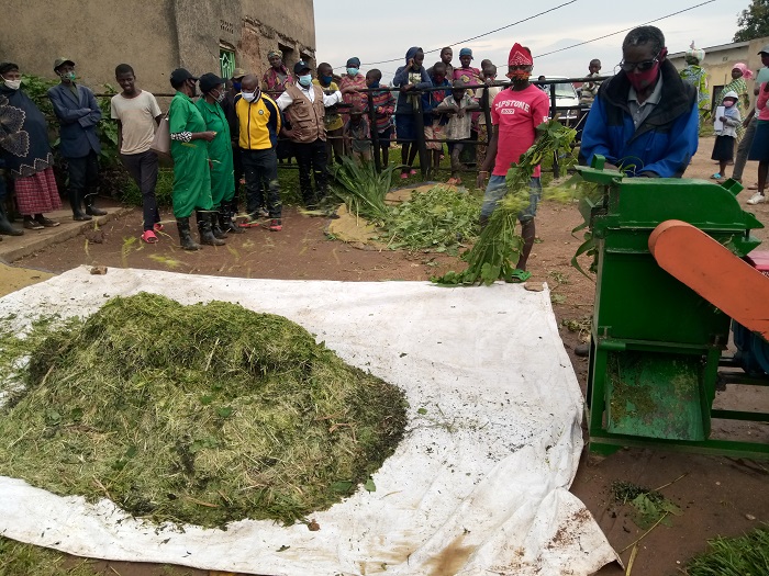 Ubwatsi bwabanje gusebwa mbere y kugaburira inka ng ni nk'agasombe