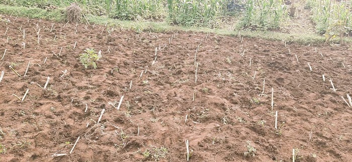 Biyemeje kwita ku bwatsi bwatewe