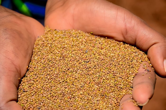 Ubwatsi bw'ibinyampeke nabwo butuma inka yaburiye igira amata menshi